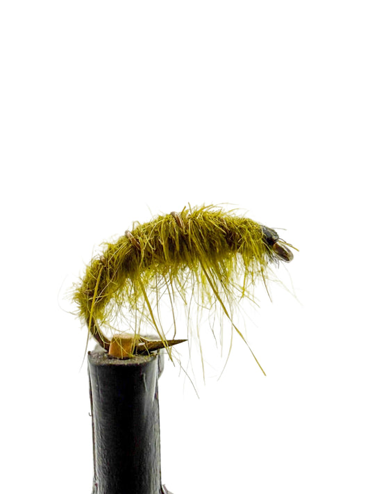 Olive Sow